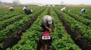 Agricultural Economics