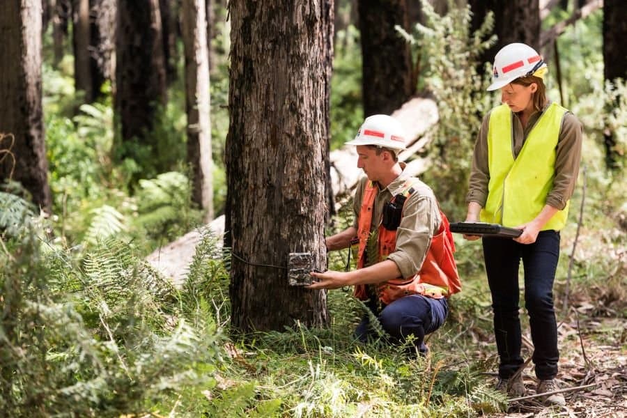 Sustainable forestry practices