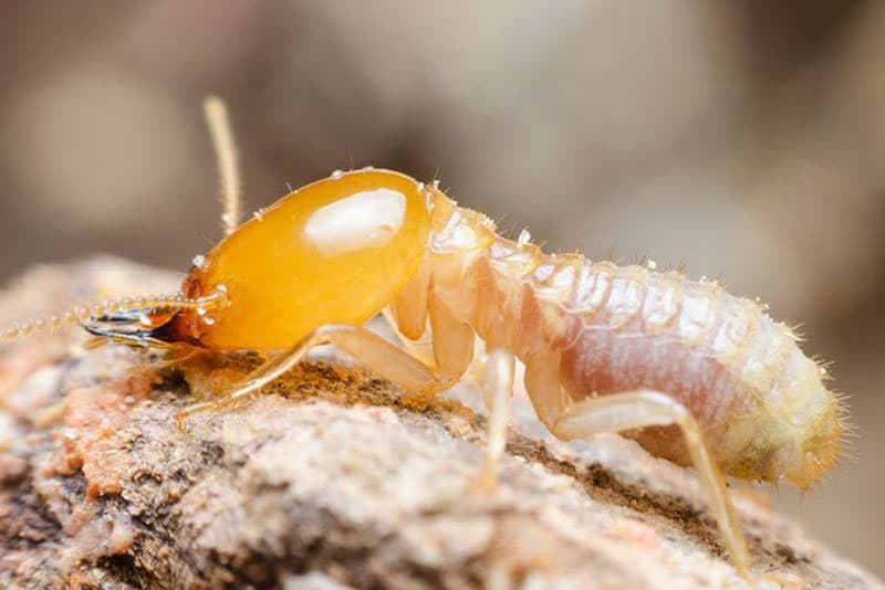 Close-up of White Ants