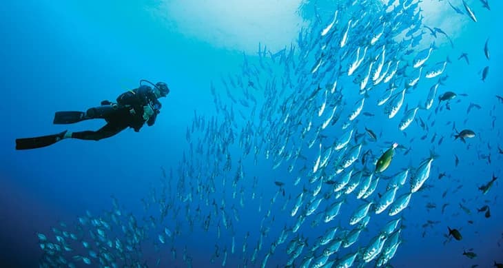 Marine Ecology Underwater World