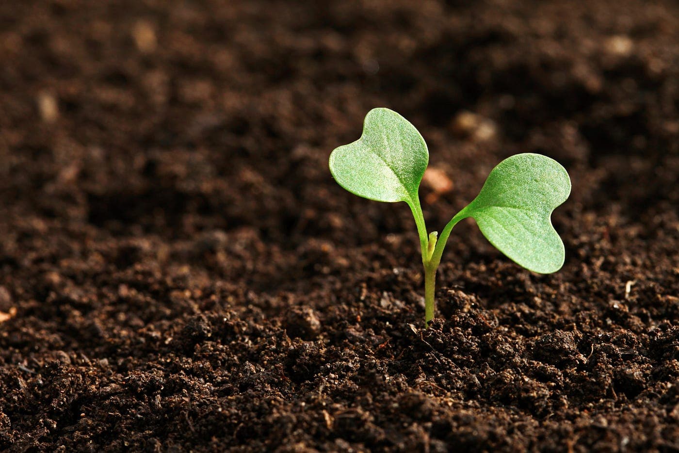 Illustration of soil and plant roots