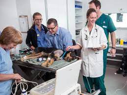 Veterinary Medicine illustration