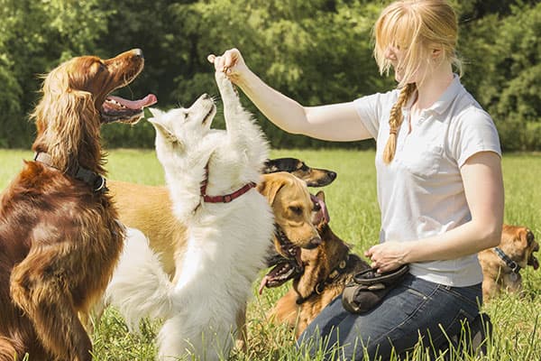 Animal Behavior Study